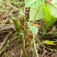 Japanese knotweed